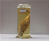 藏品(縱帶笛鯛)的圖片